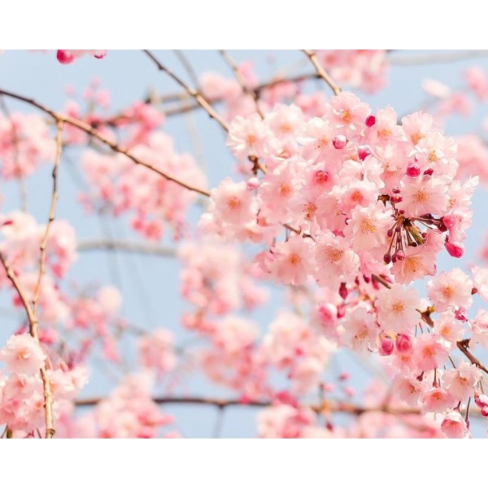 Meet your Poshers, Sakura Shoppers